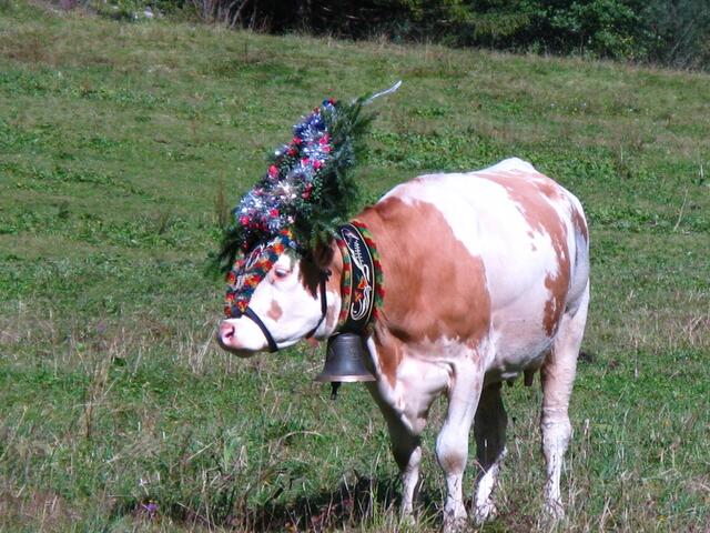 Geschmückte Kühe auf der Gramai Alm in Petisau beim Achensee.