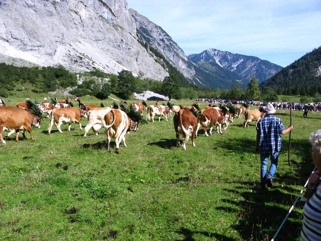 Geschmückte Kühe auf der Gramai Alm in Petisau beim Achensee. Jetzt gehts los.