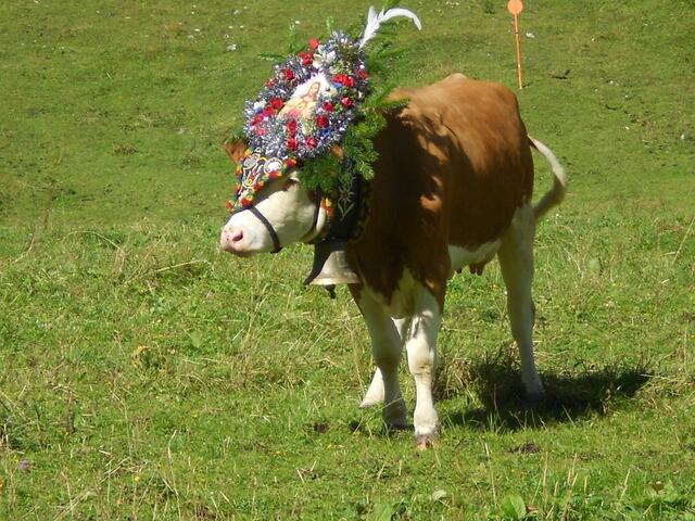 Geschmückte Kühe auf der Gramai Alm in Petisau beim Achensee.
