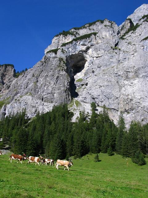 Geschmückte Kühe auf der Gramai Alm in Petisau beim Achensee. Herrliche Bergwelt