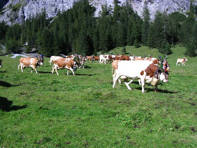 Geschmückte Kühe auf der Gramai Alm in Petisau beim Achensee.