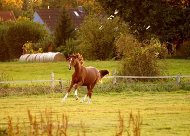 Richtig austoben und dabei im berauschenden Tempo kreuz und quer über die Weide galoppieren!