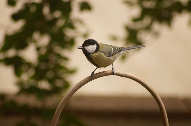 Eine Zwischenlandung um die Lage zu peilen. Die Pflanzbögen sind hierfür bei den kleinen Gartengästen sehr beliebt.