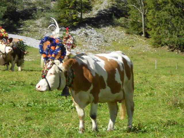 Geschmückte Kühe auf der Gramai Alm in Petisau beim Achensee.