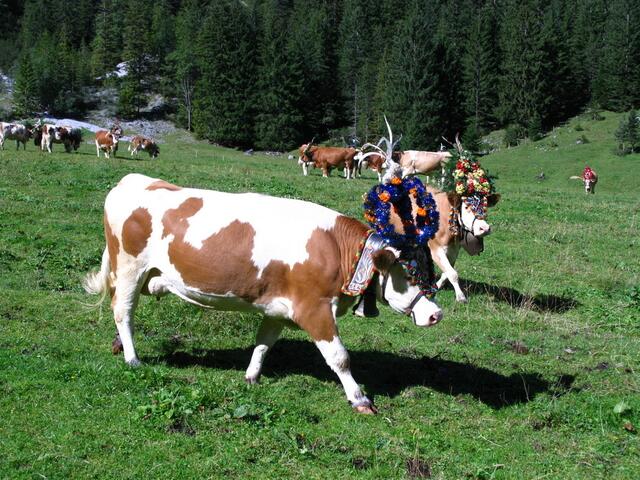 Geschmückte Kühe auf der Gramai Alm in Petisau beim Achensee.