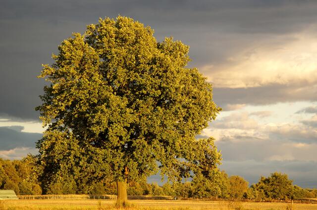 Ein ganz besondere Atmosphäre strahlt die von der Abendsonne beleuchtete Kulisse vor den Regenwolken aus. Mein LIEBLINGSBAUM in der Feldmark. Ihm werde ich einen eigenen Beitrag - quer durch die JAHRE und JAHRESZEITEN widmen!