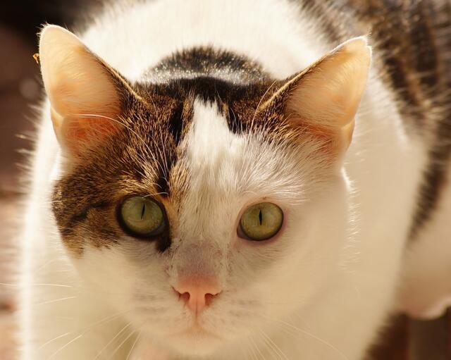 Die Nachbarskatze interessiert sich für die knisternde Dekofolie im Zimmer und möchte sie zu gerne näher untersuchen...