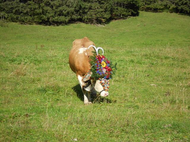 Geschmückte Kühe auf der Gramai Alm in Petisau beim Achensee.