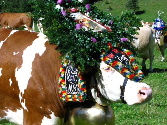 Geschmückte Kühe auf der Gramai Alm in Petisau beim Achensee.