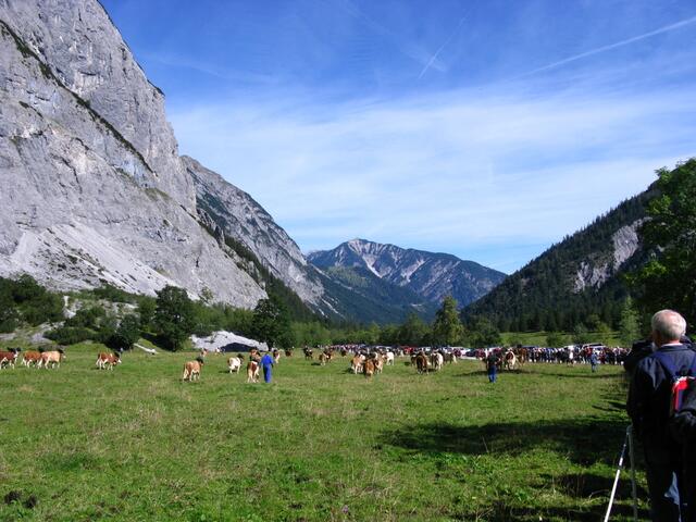 Geschmückte Kühe auf der Gramai Alm in Petisau beim Achensee.
