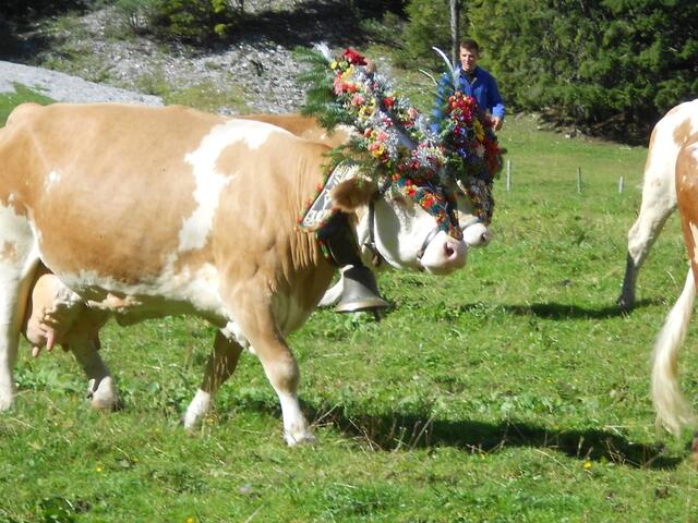 Geschmückte Kühe auf der Gramai Alm in Petisau beim Achensee.