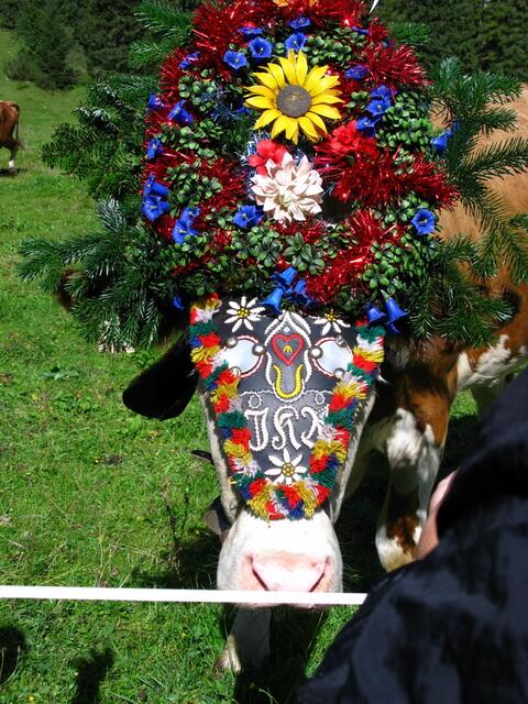 Herrlicher Stirnschmuck