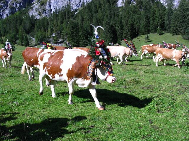 Geschmückte Kühe auf der Gramai Alm in Petisau beim Achensee.