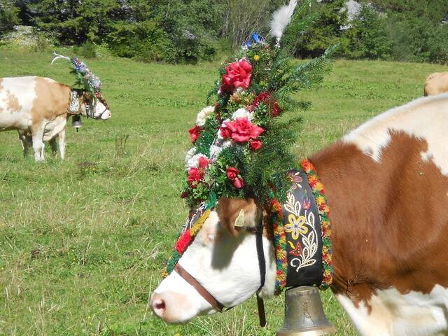 Geschmückte Kühe auf der Gramai Alm in Petisau beim Achensee.