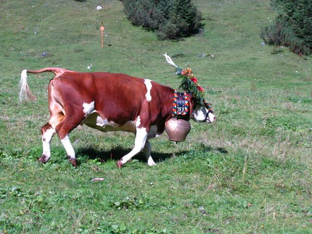 Geschmückte Kühe auf der Gramai Alm in Petisau beim Achensee.