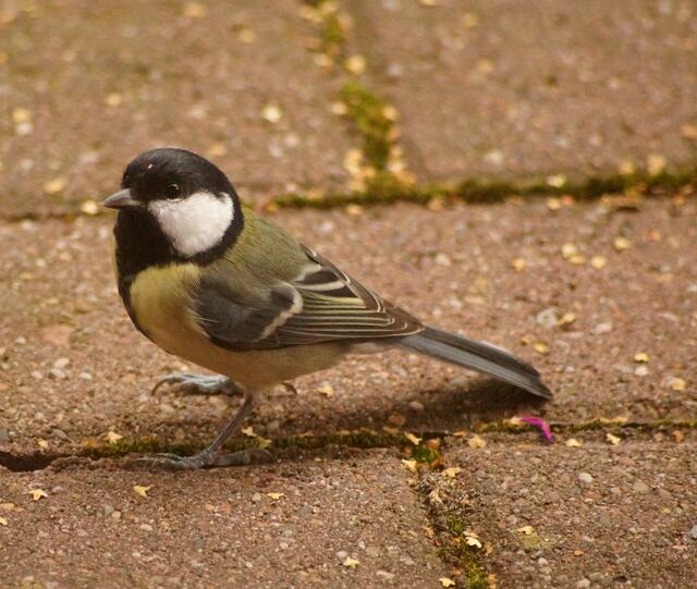 Auch die Kohlmeisen wissen die leckeren Sonnenblumenkerne zu schätzen.