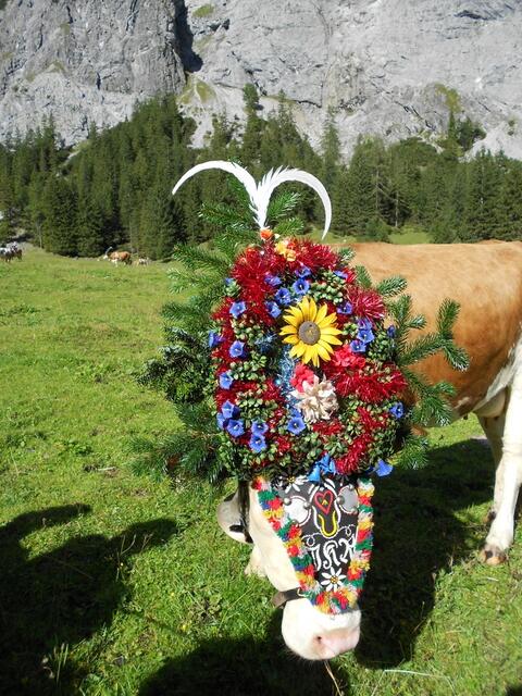 Geschmückte Kühe auf der Gramai Alm in Petisau beim Achensee.