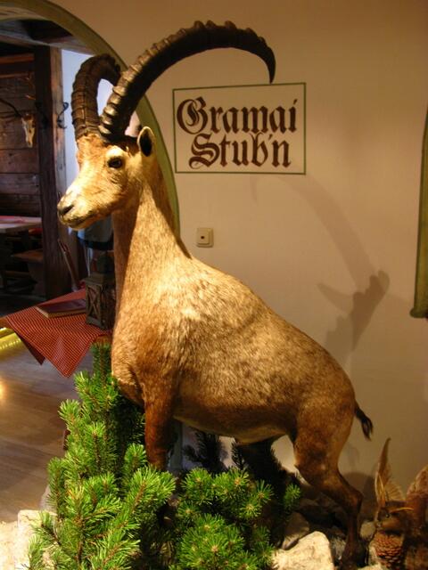 Steinbock begrüßte die Gäste