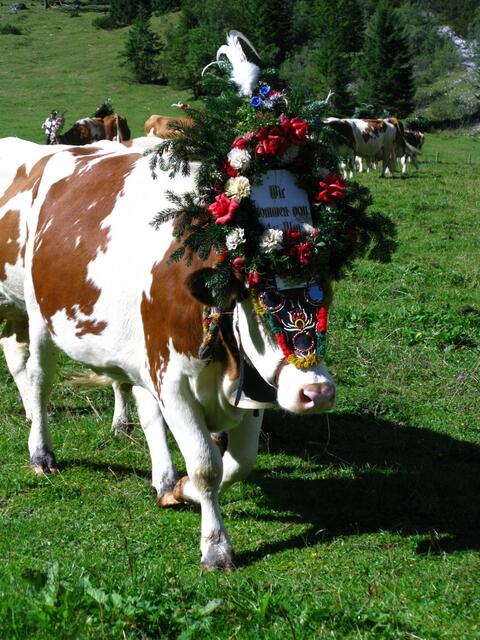 Geschmückte Kühe auf der Gramai Alm in Petisau beim Achensee.