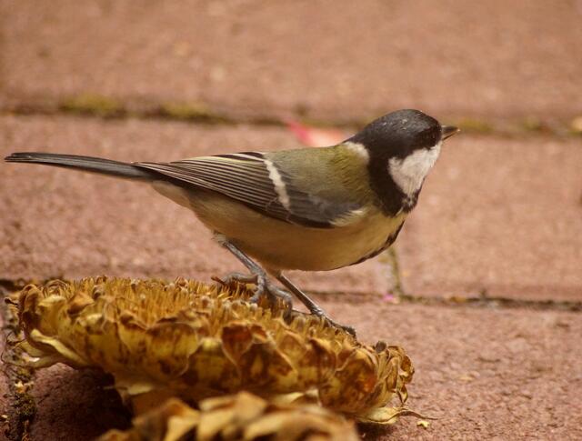 Die Sonnenblumenköpfe werden einer nach dem anderen  von den Blau- und Kohlmeisen leergefuttert.