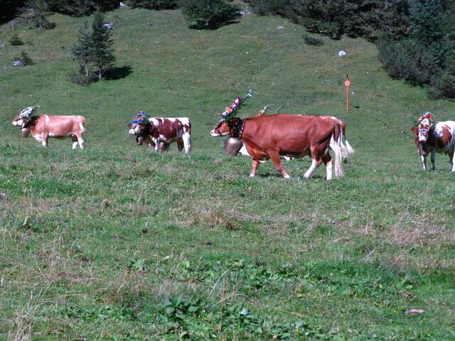 Geschmückte Kühe auf der Gramai Alm in Petisau beim Achensee.