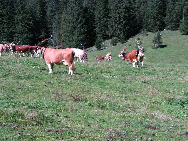 Geschmückte Kühe auf der Gramai Alm in Petisau beim Achensee.