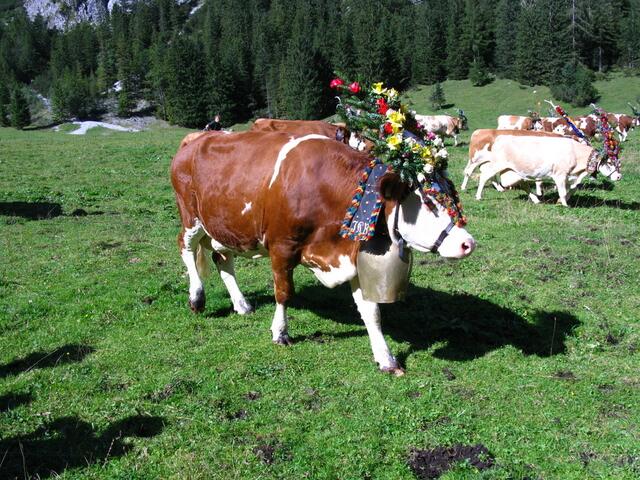 Geschmückte Kühe auf der Gramai Alm in Petisau beim Achensee.