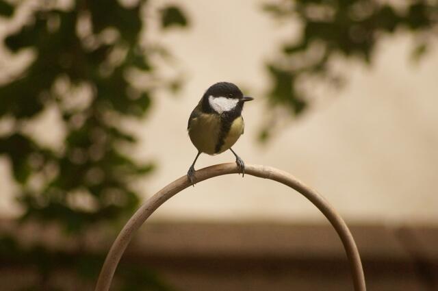 Noch ein schneller Blick in die andere Richtung. Der kleine "schwarze Jäger auf 4 Pfoten" - eine der drei jungen Katzengeschwister - ist hoffentlich nicht in der Nähe.