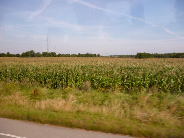 auch riesengroße Maisfelder prägten die Landschaft von Schleswig