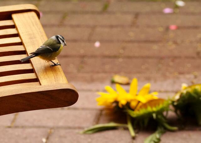 Gedanken der Blaumeise: "5 leckere Sonnenblumensorten im Angebot! Ich muss mir erst einmal einen Überblick verschaffen."