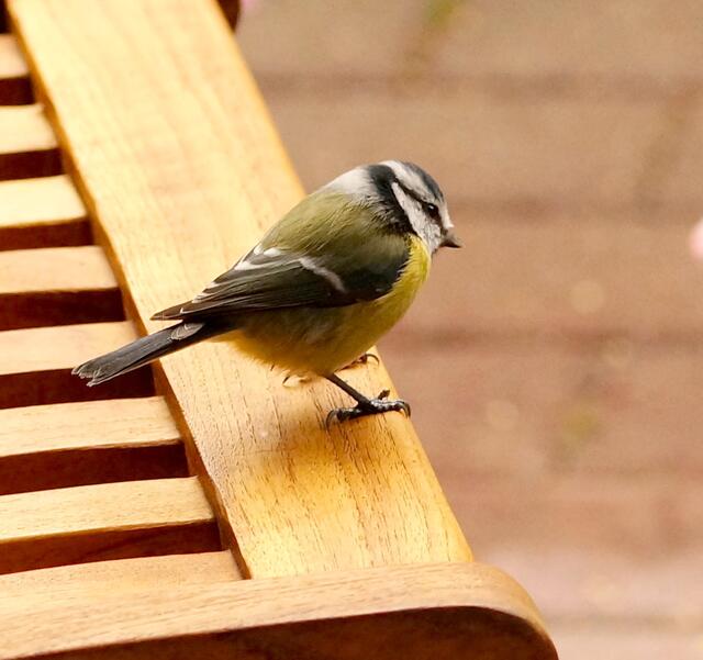 Eine Blaumeise zu Besuch! Hier mag ich bleiben!