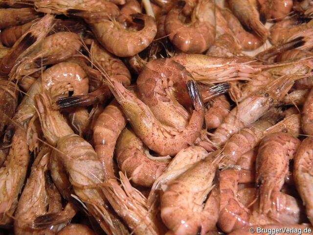 Seltsam: An der Nordseeküste wird das Wort "Krabben" in 98% der Fälle mit dem Wort "Lecker" verwendet