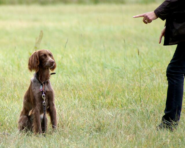 In unserer wildreichen Region ist eine konsequente, aber auch einfühlsame Erziehung, die dem einzelnen Hund mit seinen individuellen Eigenschaften gerecht wird besonders für die Jagdhunderassen erforderlich. Er muss, um hier in der Feldmark frei zu laufen, "Wildgehorsam" gelernt haben!