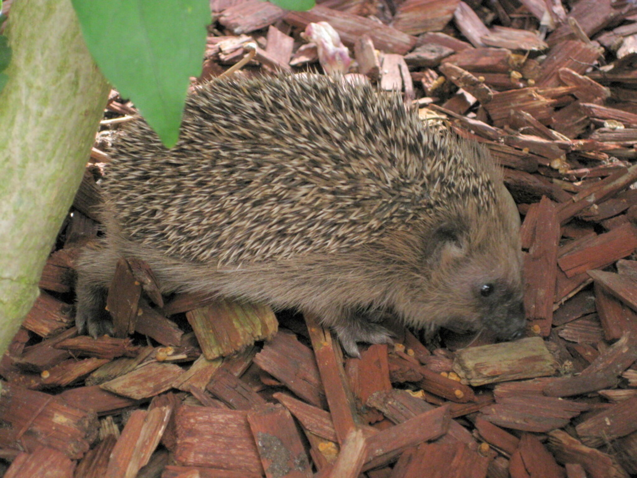 Igelfamilie im Garten unserer Tochter Augsburg