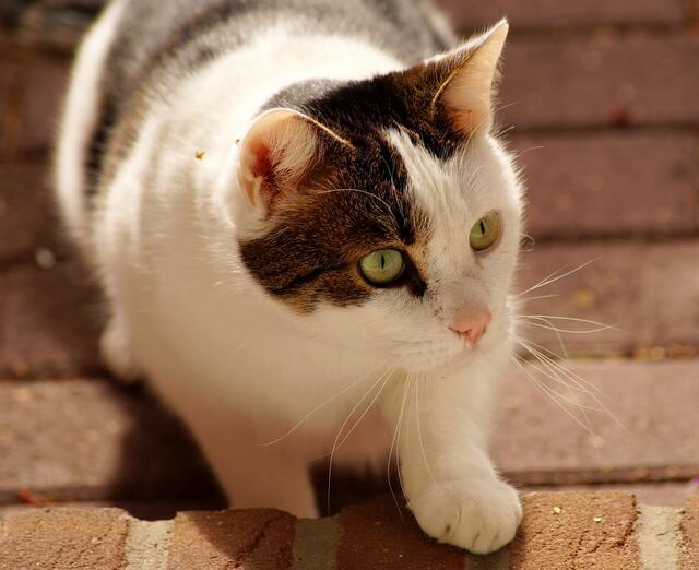 Die Spannung wächst - im Jagdfieber auf die Knisterfolie!