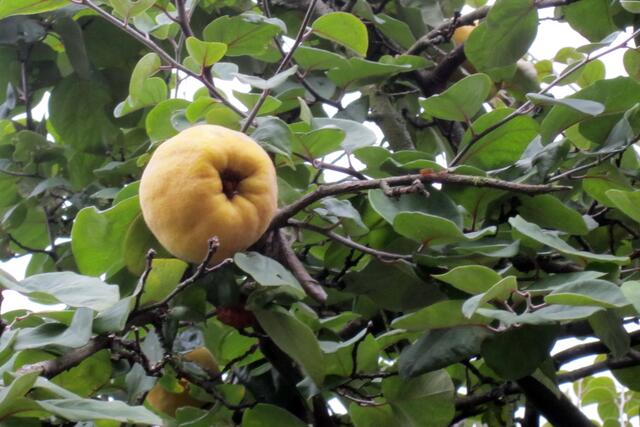 Ja, es ist Herbst. Die letzten Quitten, zu hoch zum Pflücken, recken sich dem grauen Himmel entgegen. Vielleicht gibt es ja noch einen "Goldenen Oktober"?