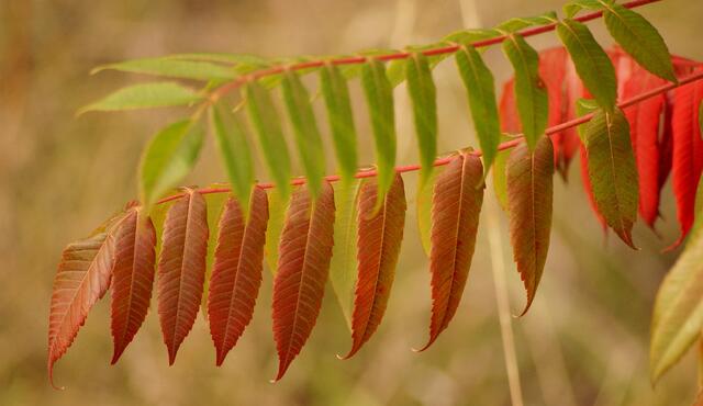 FARBWECHSEL - In drei Phasen - Die zuvor verborgenen Farbstoffe erscheinen, wenn der grüne Blattfarbstoff  im Herbst weicht.
