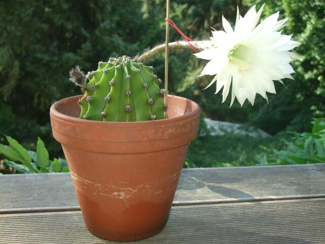 Das ist bereits die zweite Generation, ein Ableger meines späten Blühers, der mittlerweile das Zeitliche gesegnet hat