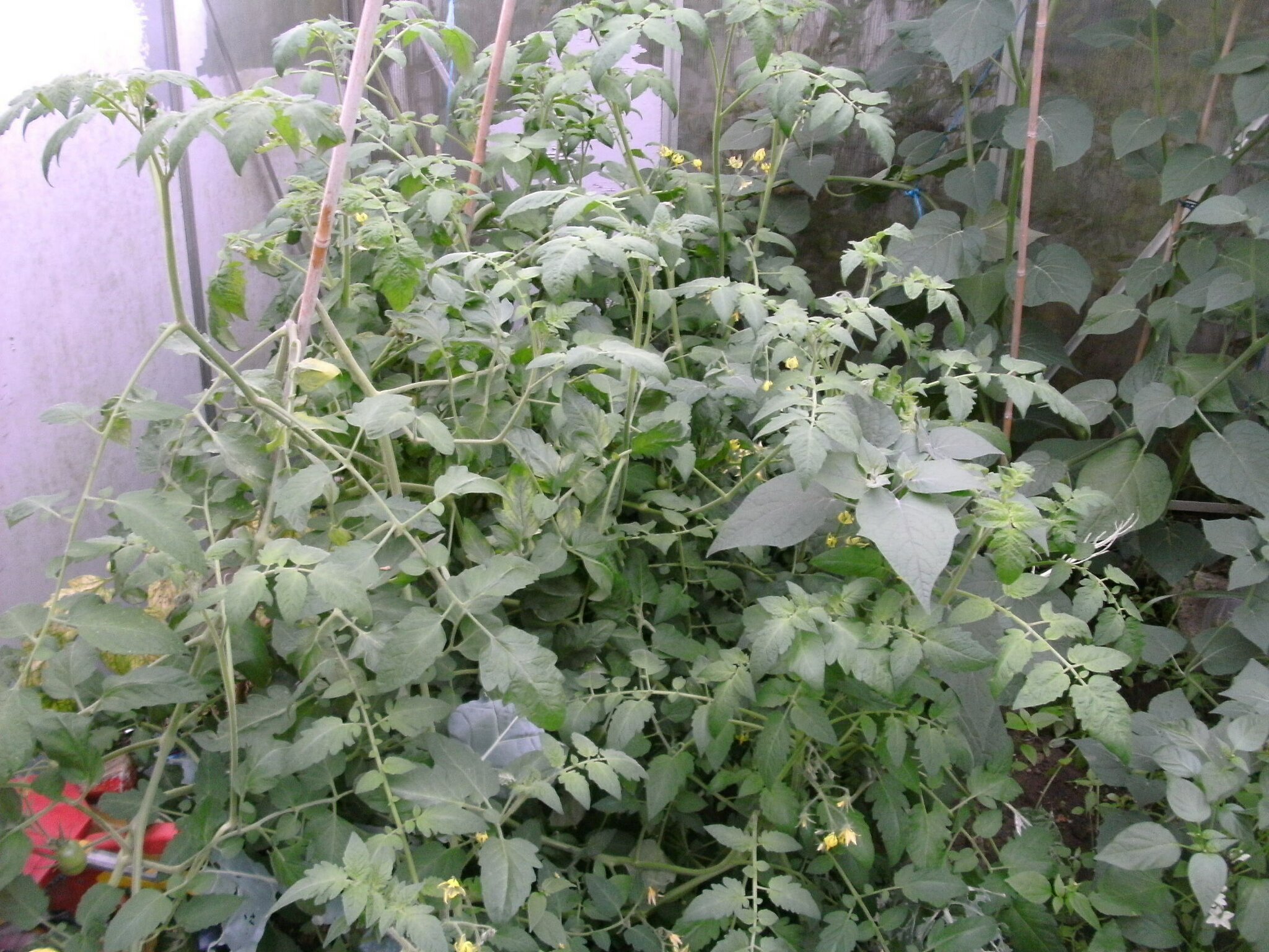 GRÜNE - TOMATEN CHUTNEY, nach lecker - schmecker Art ! - Berlin