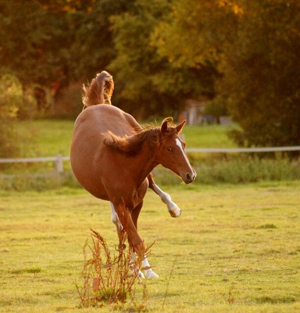 "Tanz" im Abendsonnenschein. "Stürmisch" in den Herbst hinein...