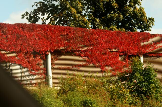 Ein farbenfroher Herbstschmuck auch hier an der sonst "eintönigen" Lärmschutzwand! - HERBST an der AUTOBAHN! Im Vorbeifahren festgehalten. Darüber ist ein mächtiger Kastanienbaum mit seinen reifen Herbstfrüchten zu sehen. Ein "schneller" Schnappschuss mit 100 kmh! - Diese Aufnahme wurde selbstverständlich von mir als Beifahrerin fotografiert!!!
