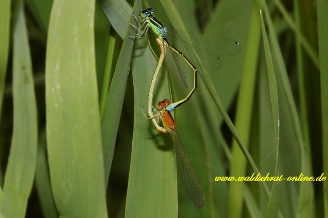 Ein sehr seltenes Dokument: Ein Paarungsrad der Kleinen Pechlibelle mit einem Weibchen in der jugendlichen Variante.