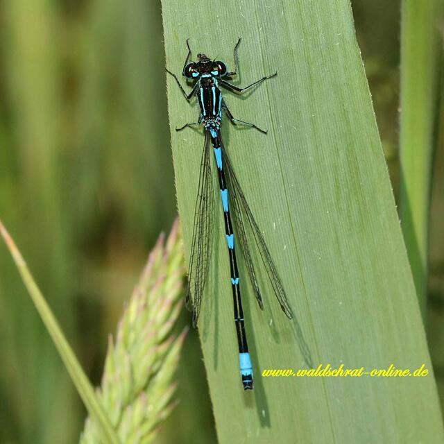 Ein sehr dunkles Tier mit durchgehenden Streifen auf der Brustoberseite (Antehumeralstreifen). Sehr leicht mit einer Gabel - Azurjungfer (Coenagrion scitulum) zu verwechseln.