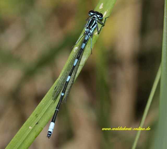 Achtung! Bruststreifen sind durchgängig.  Die Zeichnung auf dem 2. Segment ist irreführend und könnte zur Verwechslung mit einer Helm - Azurjungfer (Coenagrion mercuriale) führen.