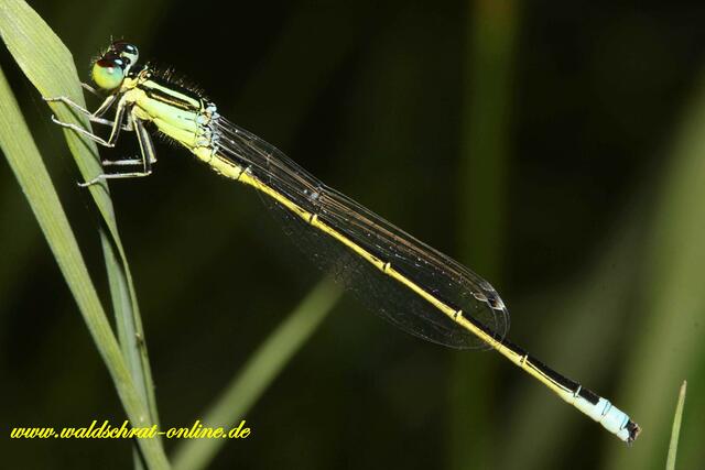Ein junges Männchen der Kleinen Pechlibelle (Ischnura pumillio). In natura weniger als 3 Zentimeter groß!