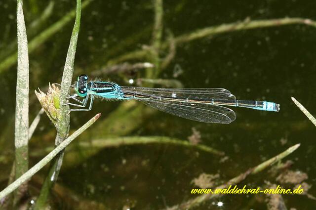 Erwachsenes Männchen der Kleinen Pechlibelle (Ischnura pumillio).