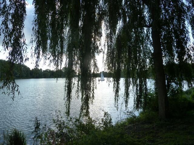 Die Trauerweiden stehen dicht am Wasser.