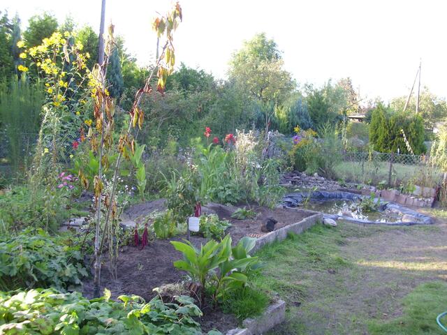 Nochmal mein Wildgarten ! Dort wirds auch noch begrünter !