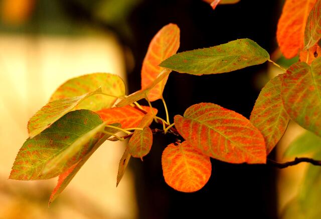 Das Grün weicht! Hier erkennen wir wunderbar den unterschiedlichen Verlauf des Wandels (siehe auch Bild Nr. 11).