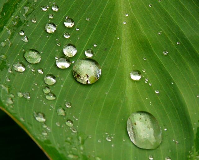 Auch diese Bilder gehören zum Herbst (eine ältere Aufnahme). Regentropfen perlen von den Blättern des Indischen Blumenrohres (Canna indica).